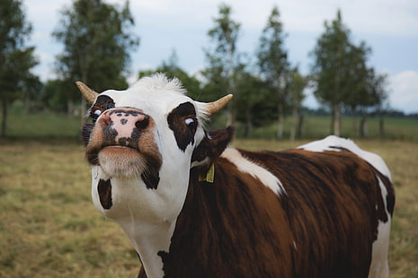 vaca, cara rara, graciosa, animal, Fondo de pantalla HD HD wallpaper
