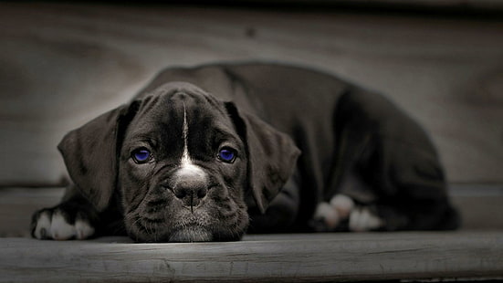 Blue Puppy Dog Eyes, evcil hayvanlar, köpekler, sevimli hayvanlar, mavi gözler, puppies, doğa, hayvanlar, HD masaüstü duvar kağıdı HD wallpaper