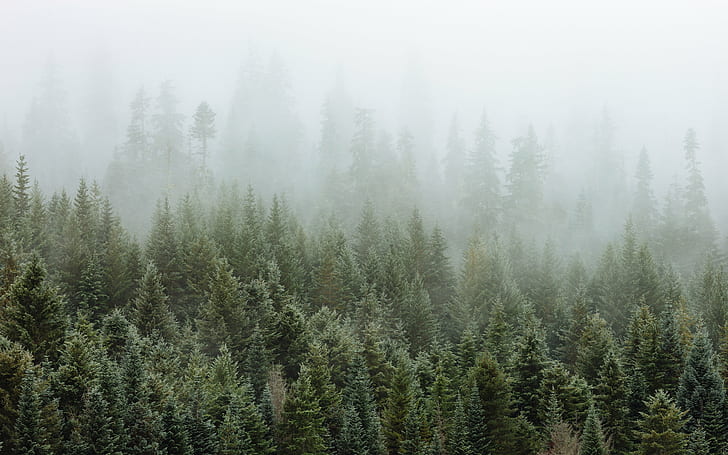drzewa pod białymi chmurami w czasie mgły, drzewa, białe chmury, czas, mgła, natura, Gold Creek, Pond, Pacific Northwest, Canon EOS 5D Mark III, 2L, USM, john, westrock, waszyngton, las, drzewo, krajobraz, lasy , na dworze, scenics, sosna, jodła, zima, piękno w naturze, Tapety HD