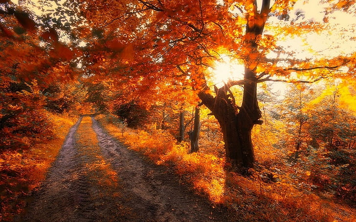 Natura, krajobraz, droga, drzewa, jesień, liście, wschód słońca, czerwony, krzewy, drzewo o liściach pomarańczowych, natura, krajobraz, droga, drzewa, jesień, liście, wschód słońca, czerwony, krzewy, Tapety HD