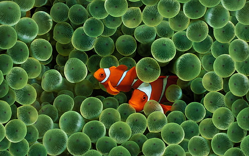 Two clown fish, two clown fish, Two, Clown, Fish, HD wallpaper HD wallpaper