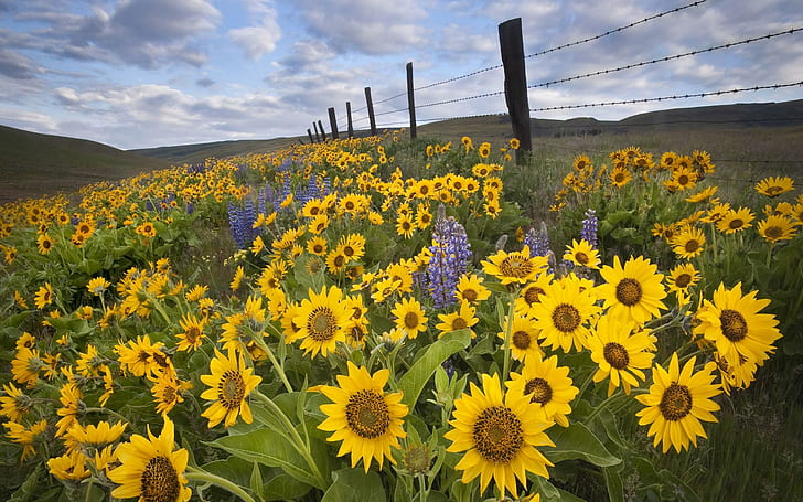 Field Of Balsamroot Lupines, yellow sun flowers, balsamroot, nature, fields, wild, lupines, meadows, flowers, nature and landscapes, HD wallpaper