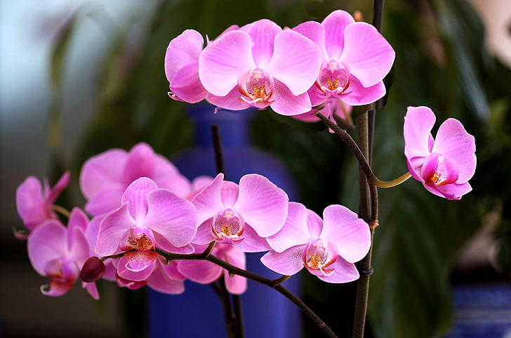 pink flowers, orchid, flower, pink, branch, close-up, HD wallpaper