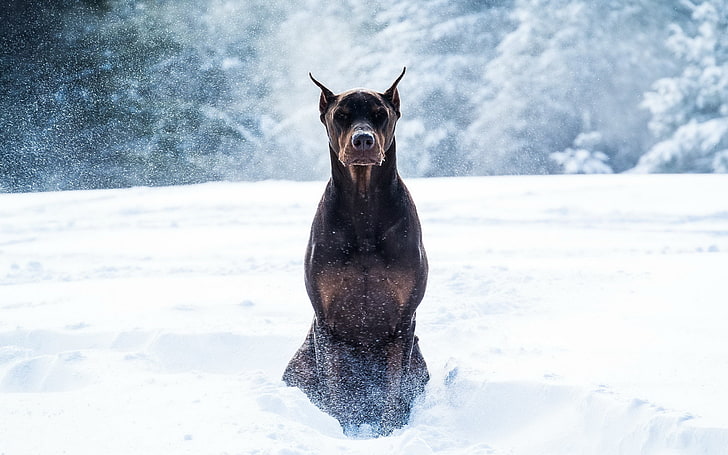 dorosły pies krótkowłosy czarny, zima, śnieg, pies, doberman, Tapety HD