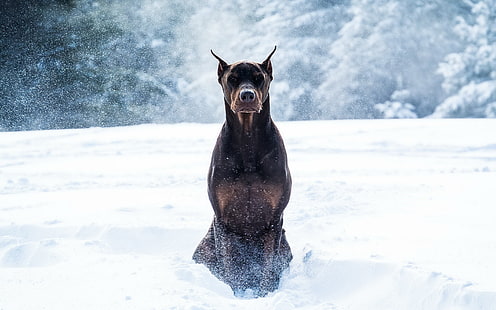 chien noir adulte à poil court, hiver, neige, chien, Doberman, Fond d'écran HD HD wallpaper