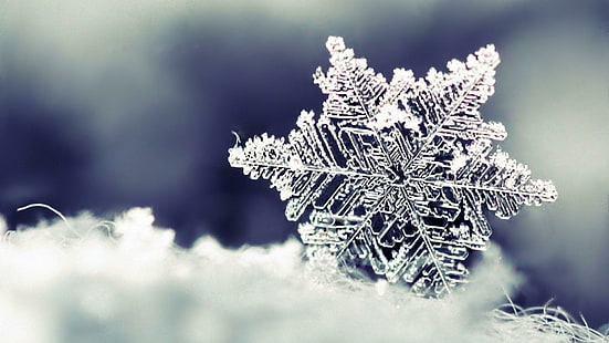 snowflake, winter, frost, freezing, snow, macro photography, close up, macro, HD wallpaper HD wallpaper
