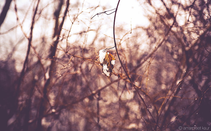 Last Leaf On The Tree, Seasons, Winter, Forest, Leaf, Cold, Branch, Snow, bokeh, HD wallpaper