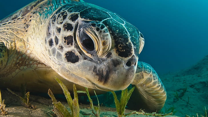 turtle, underwater, closeup, animals, HD wallpaper
