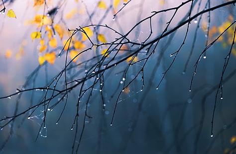 голое дерево, ветка, природа, дождь, капли воды, HD обои HD wallpaper