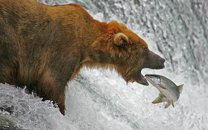 Bear Fishing Grizzly and the Salmon Animals Bears HD Sztuka, przyroda, niedźwiedź, wodospad, wędkarstwo, łosoś, Tapety HD