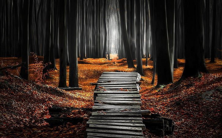 серый деревянный мост, пейзаж, природа, лес, туман, путь, листья, осень, деревья, утро, HD обои