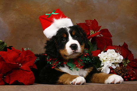 Psy, pies, zwierzę, boże narodzenie, dekoracja, kwiat, zwierzę domowe, szczeniak, czapka Mikołaja, Tapety HD HD wallpaper