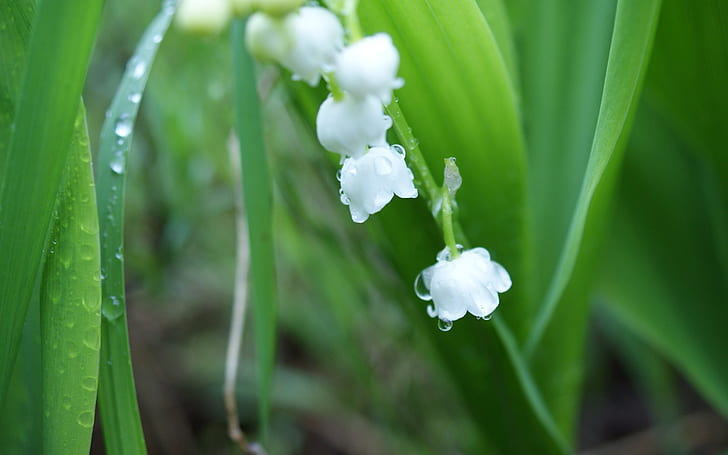 Lily of the valley, Lily, Valley, HD wallpaper