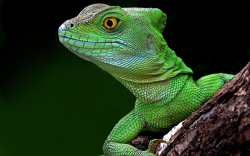 djur, ödlor, reptil, gula ögon, enkel bakgrund, grön, HD tapet HD wallpaper