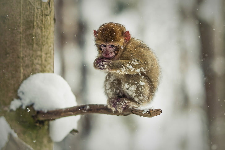 Monos, macaco japonés, animal, animal bebé, lindo, macaco, nieve, Fondo de pantalla HD