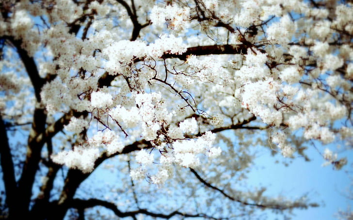 Cherry Blossom Flowers Blossom Tree HD, цветя с бял цвят, природа, цветя, дърво, цвят, череша, HD тапет