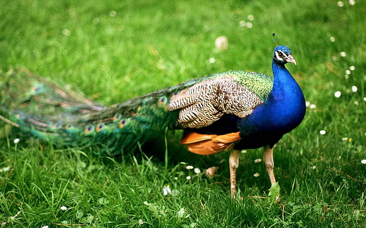 peacock   download, HD wallpaper