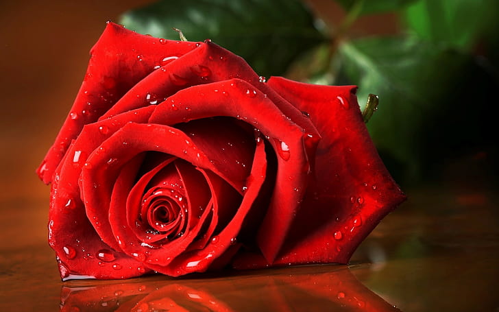 Роза, красная роза, капли воды, крупным планом, роза, красная роза, капли воды, крупным планом, HD обои