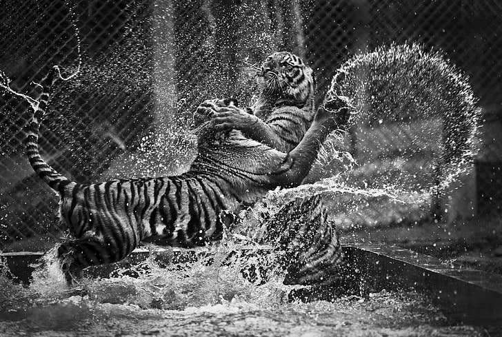 ภาพประกอบเสือ, สัตว์, ขาวดำ, เสือ, คลื่น, น้ำ, วอลล์เปเปอร์ HD