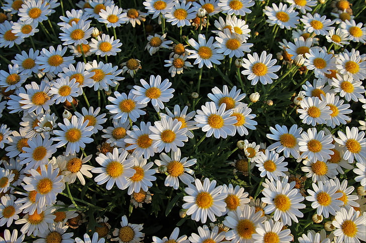 Sommer, Blumen, Stimmung, Kamille, HD-Hintergrundbild