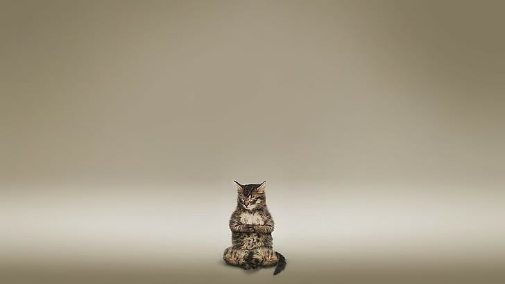 Кот медитирует Zen HD, серебристый полосатый кот, животные, кот, дзен, медитировать, HD обои