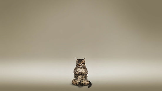 Кот медитирует Zen HD, серебристый полосатый кот, животные, кот, дзен, медитировать, HD обои HD wallpaper