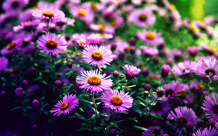 purple and yellow petaled flowers, flowers, purple flowers, depth of field, HD wallpaper