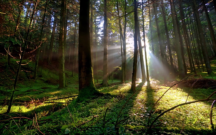 rami luminosi Profumo di speranza Natura Foreste HD Arte, luce, natura, foresta, luminoso, rami, raggio, Sfondo HD