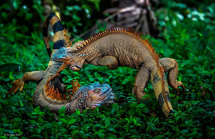 due gechi multicolori, natura, piante, animali, battaglia, iguana, Costa Rica, giungla, fotografia, foresta pluviale, foglie, Sfondo HD