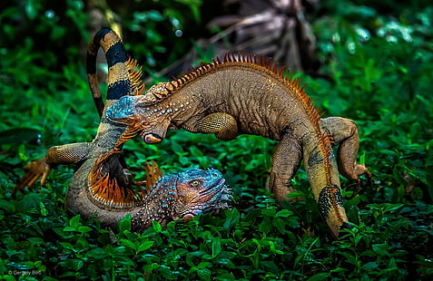 due gechi multicolori, natura, piante, animali, battaglia, iguana, Costa Rica, giungla, fotografia, foresta pluviale, foglie, Sfondo HD HD wallpaper