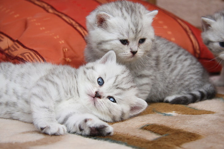 two gray Persian kittens, cats, cute, kittens, HD wallpaper