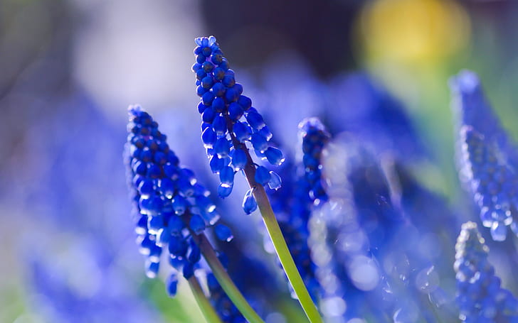 Muscari blue, close-up, blurred photography, Muscari, Blue, Blurred, Photography, HD wallpaper