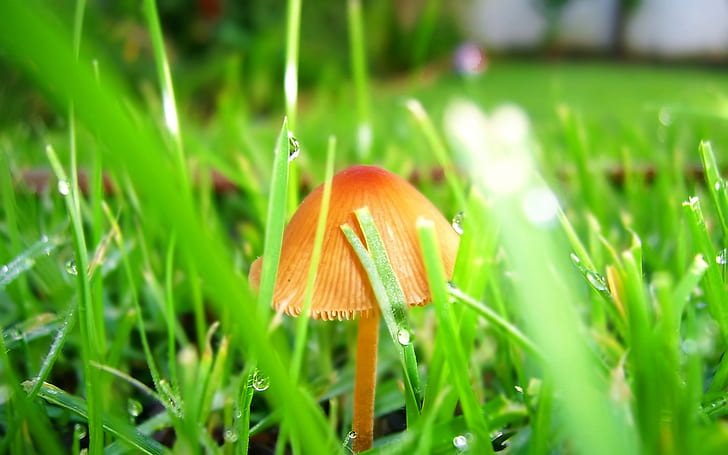 Funghi nell'erba, fungo beige, funghi, erba, Sfondo HD