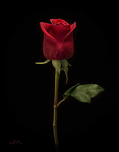 цветя, фотография, роза, HD тапет HD wallpaper