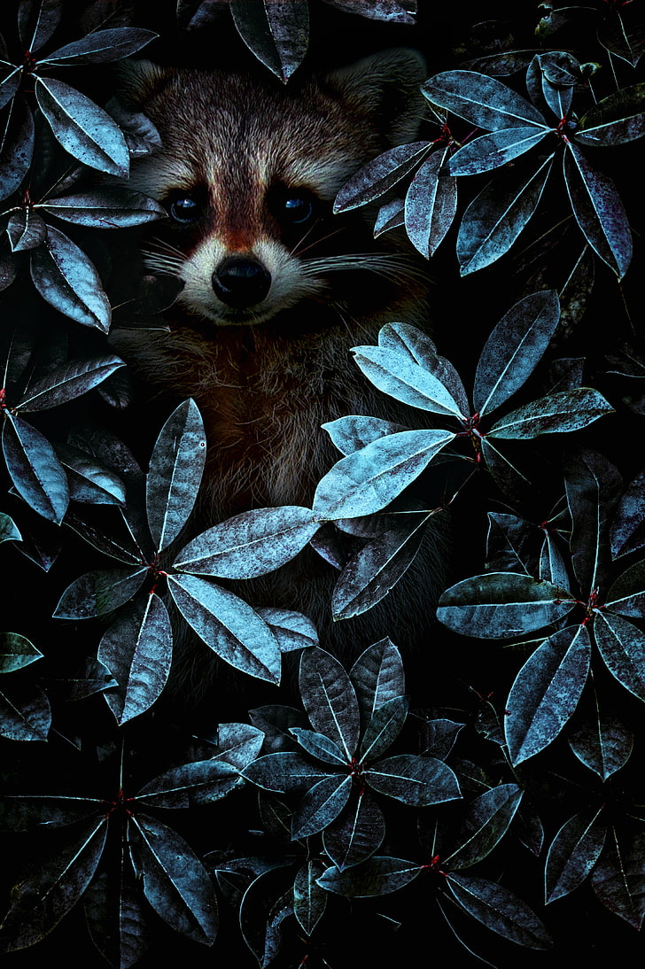 brown Raccoon, raccoon, leaves, disguise, HD wallpaper