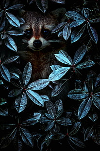 brown Raccoon, raccoon, leaves, disguise, HD wallpaper HD wallpaper