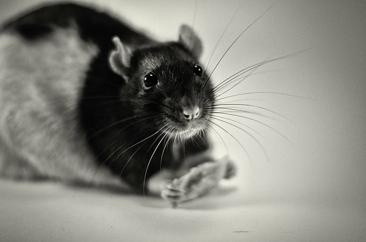 Animal, Rat, Black & White, Rodent, HD wallpaper