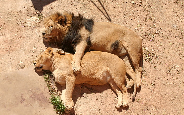 two brown lions, lion, lioness, lying, hugging, caring, family, sleep, rest, HD wallpaper