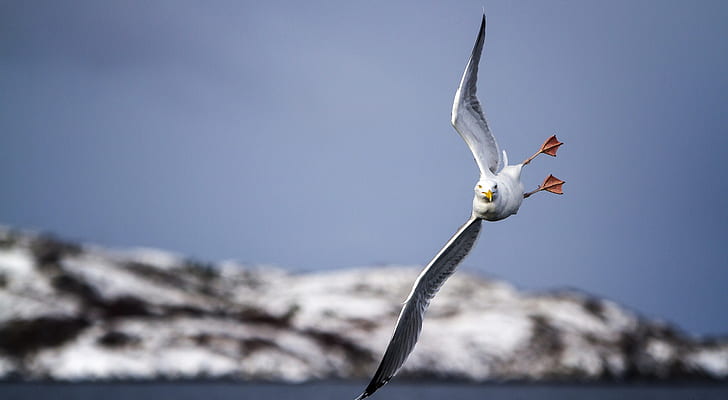 bird, Seagull, flight, HD wallpaper