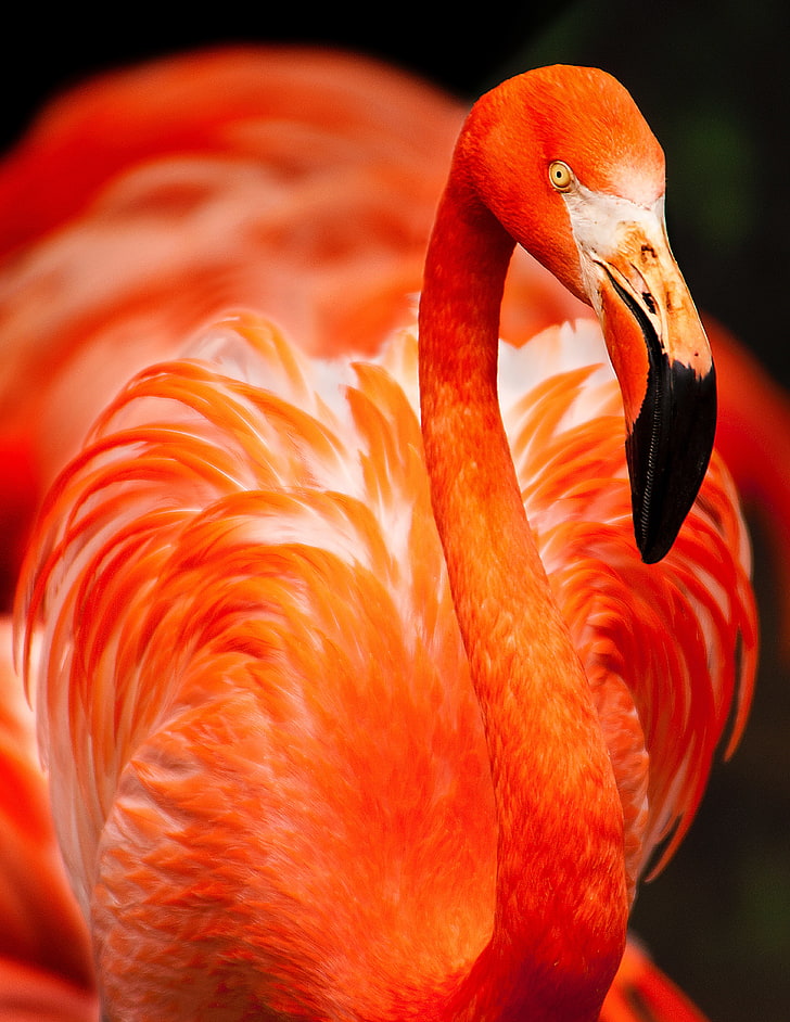 orange flamingo, flamingo, bird, color, feathers, HD wallpaper