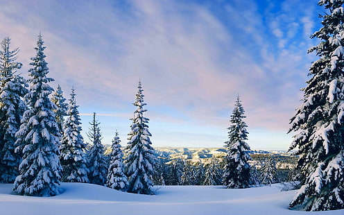 Natura Paesaggi Montagne Colline Alberi Foreste Inverno Neve Freddo Cielo bianco Nuvole Stagioni Immagini HD, pini, paesaggi, nuvole, freddo, foreste, colline, montagne, natura, immagini, stagioni, neve, alberi, bianco, inverno, Sfondo HD HD wallpaper