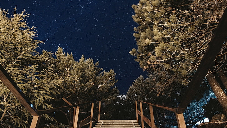 коричневые деревянные лестницы, фотография, ночное небо, деревья, звездная ночь, HD обои