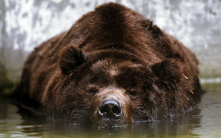 животные, медведи, в воде, спят, HD обои