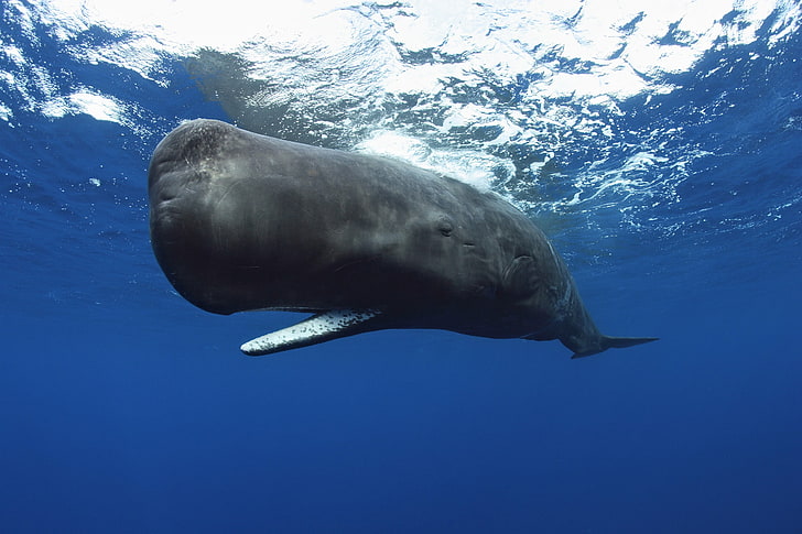paus biru, binatang, bawah air, paus, Paus Sperma, Wallpaper HD