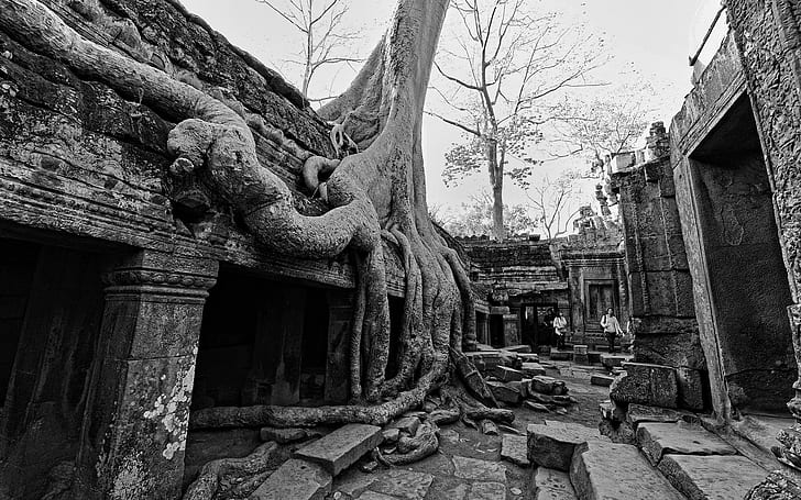 Tree Roots BW Overgrowthth Ruins HD, nature, bw, tree, overgrowth, ruins, roots, HD tapet