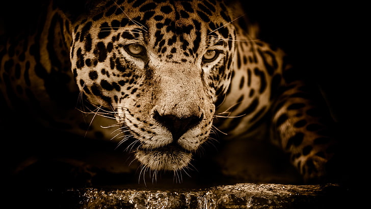 Jaguar, Gesicht, Tierwelt, Augen, erstaunlich, dunkel, wildes Tier, Raubtier, Blick, Barthaare, Landtier, Schnauze, große Katzen, Abschluss oben, HD-Hintergrundbild