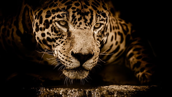 jaguar, visage, faune, yeux, incroyable, sombre, animal sauvage, prédateur, regardez, moustaches, animal terrestre, museau, gros chats, gros plan, Fond d'écran HD HD wallpaper