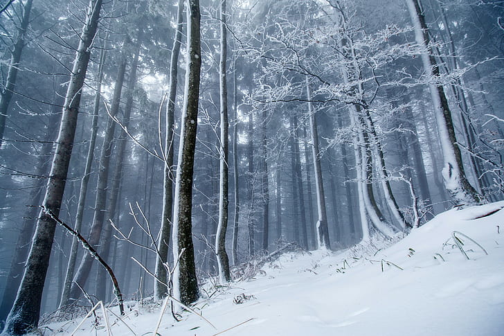 Musim dingin, hutan, salju, salju, hutan, musim dingin, Wallpaper HD