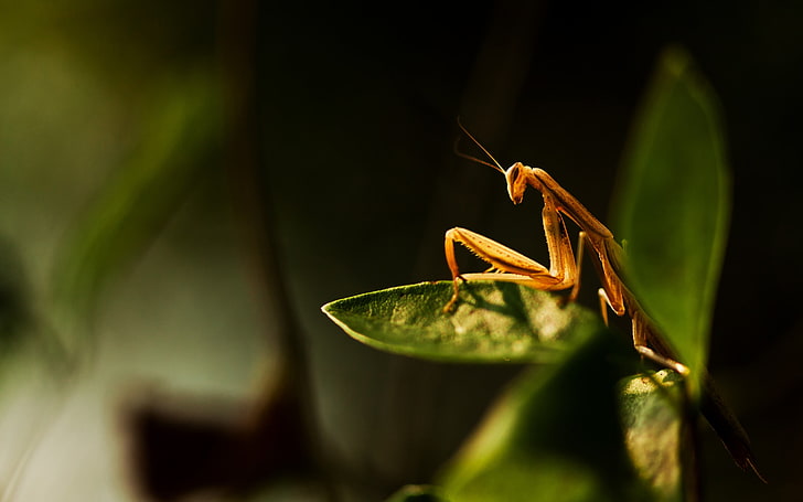 Beetle Nature Background, brown praying mantis, Animals, Insects, leaf, beetle, HD wallpaper