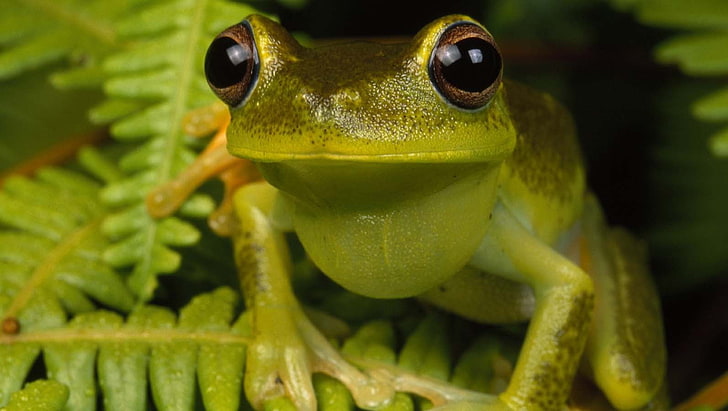 frog, amphibian, ferns, HD wallpaper